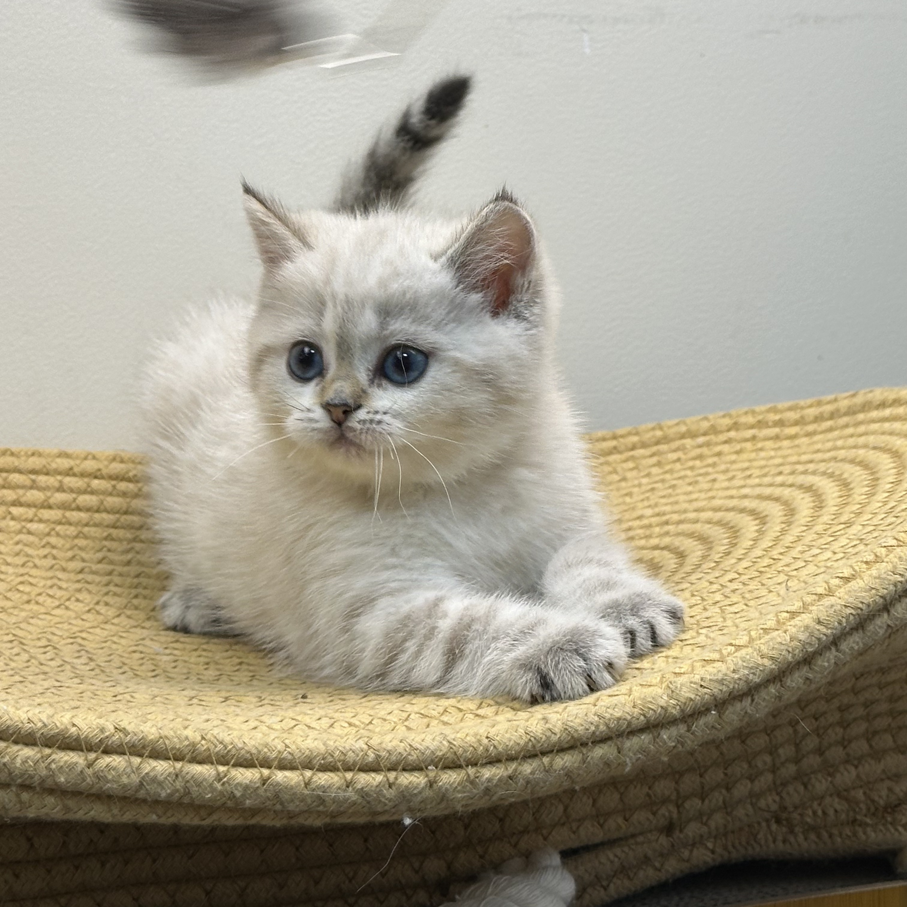 大包子银点妹妹蹲家长